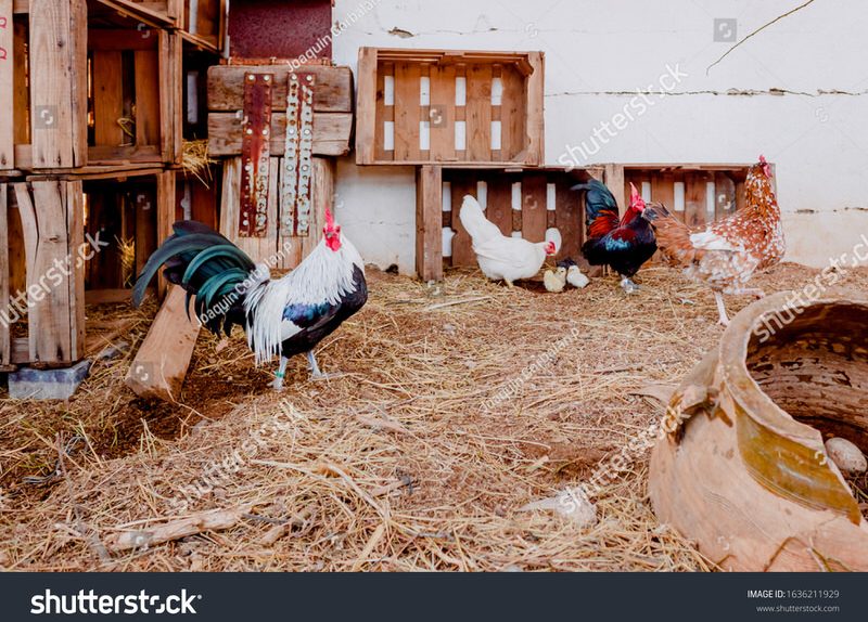 Stock Photo A Farm Of Chickens And Ecological Roosters 1636211929